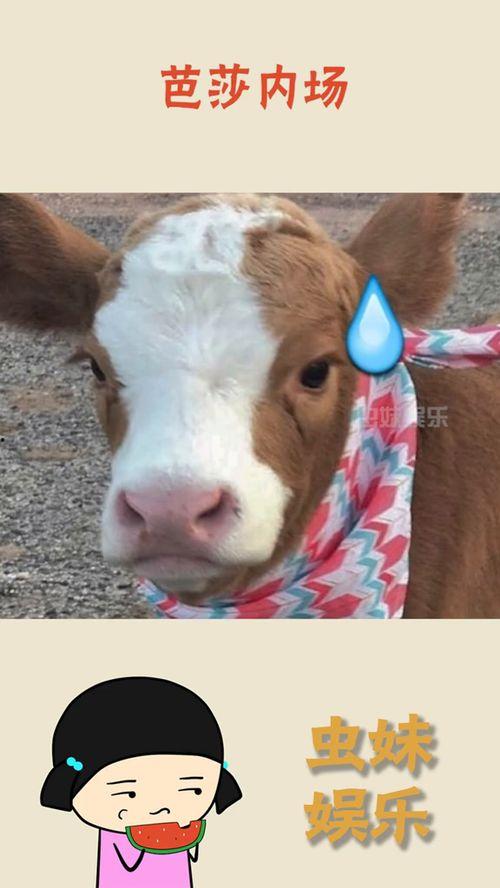 娱乐吃瓜酱羊,揭秘娱乐圈那些不为人知的幕后故事