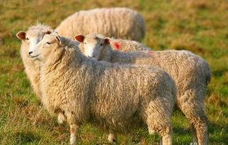 娱乐吃瓜酱羊,揭秘娱乐圈那些不为人知的幕后故事  第3张